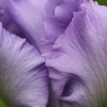 macro purple ruffle