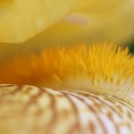 macro yellow