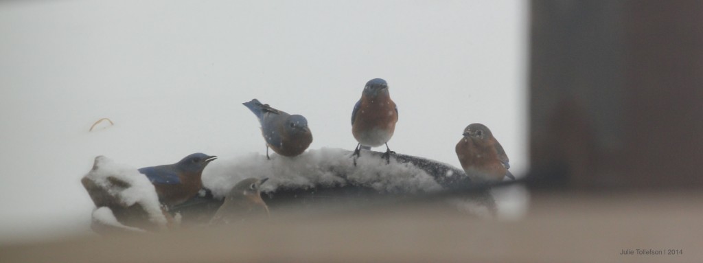 bluebirds