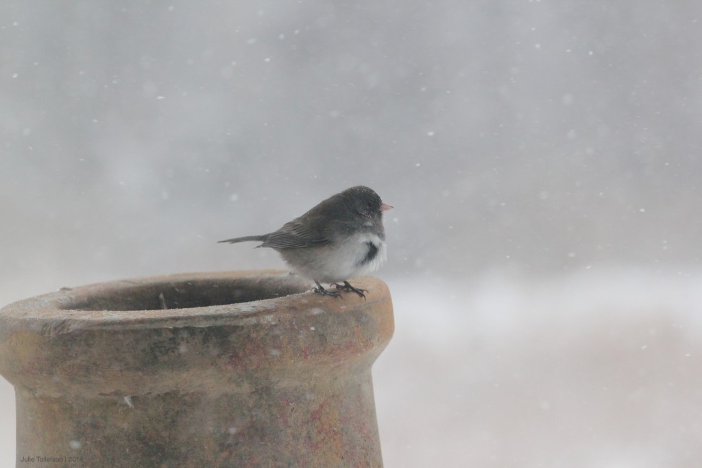 junco