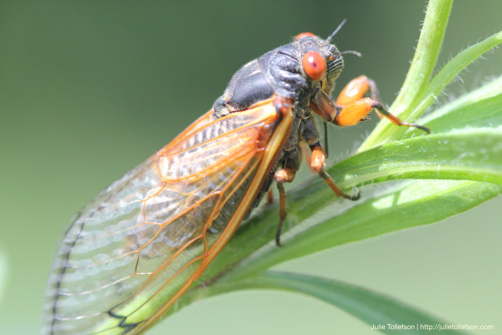 Cicada3