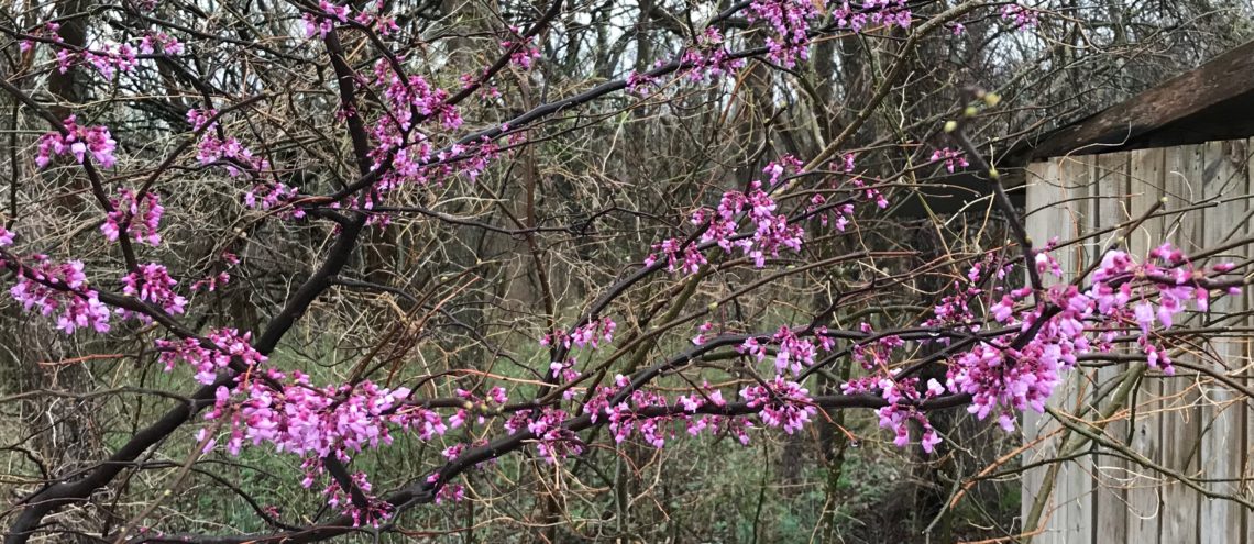 Branch of flowering redbud tree