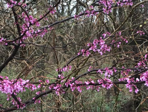 Branch of flowering redbud tree
