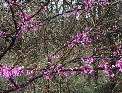 Branch of flowering redbud tree