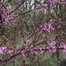 Branch of flowering redbud tree