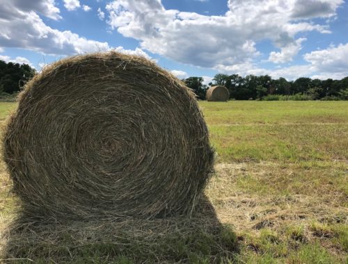 Round bale of hay in field