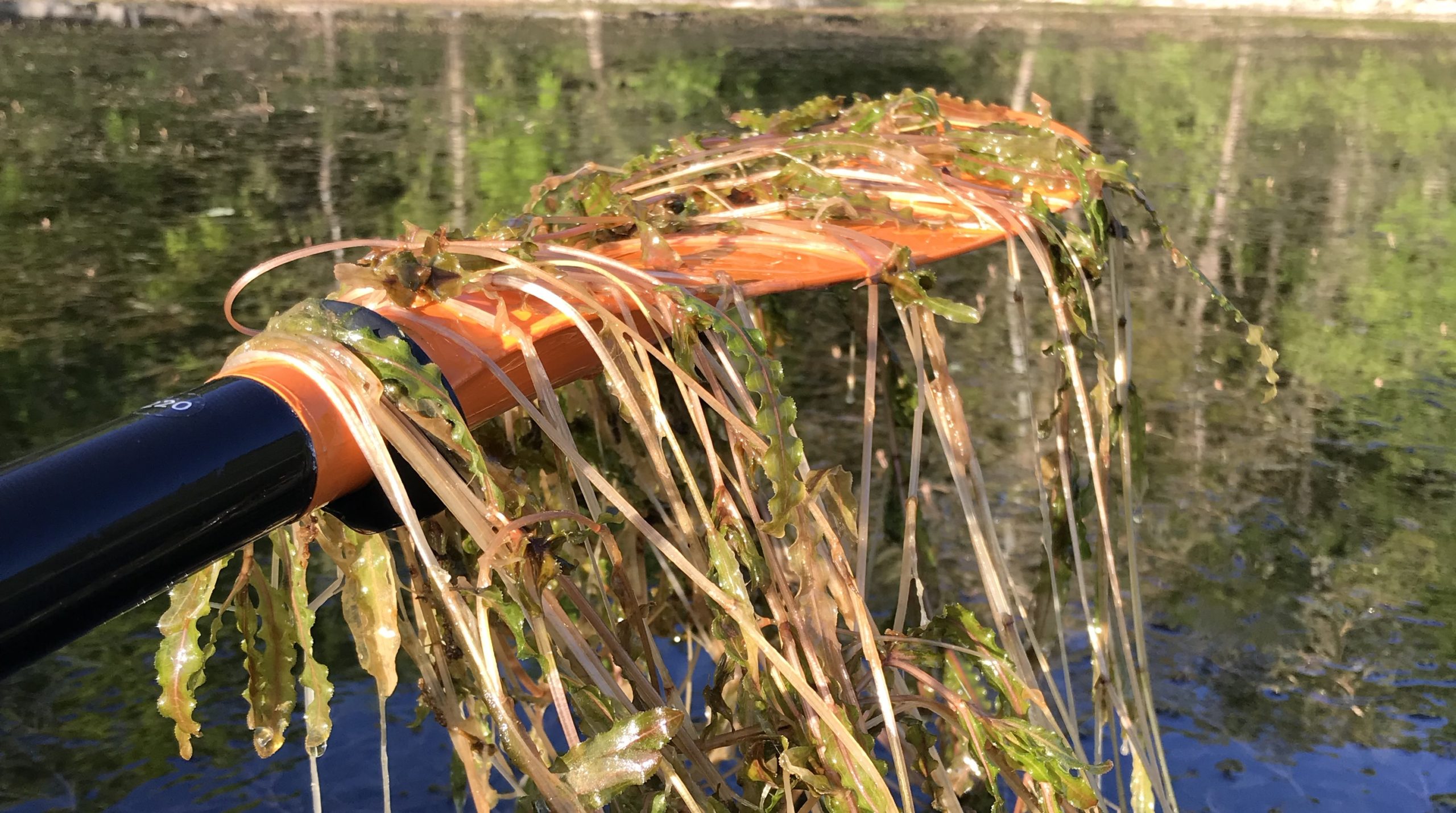 Kayak paddle covered in vegetation