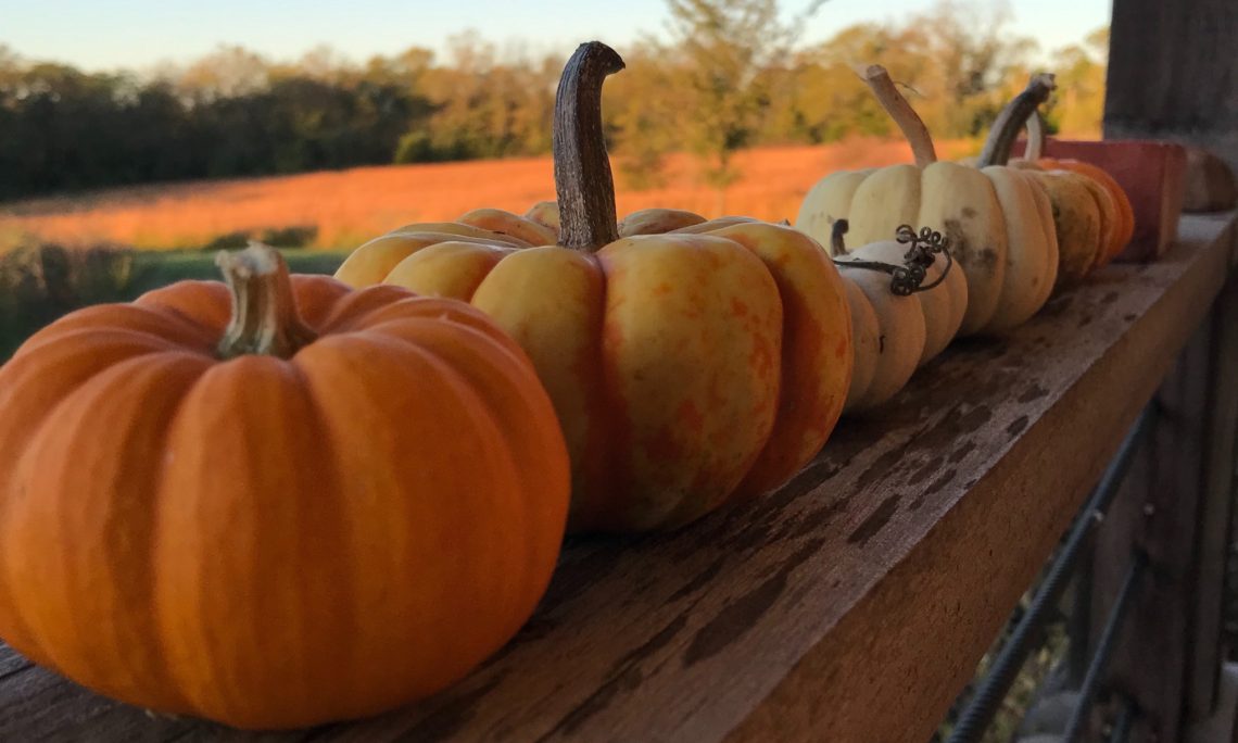 tiny pumpkins on a rail