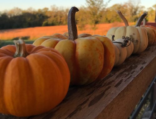 tiny pumpkins on a rail