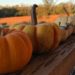 tiny pumpkins on a rail