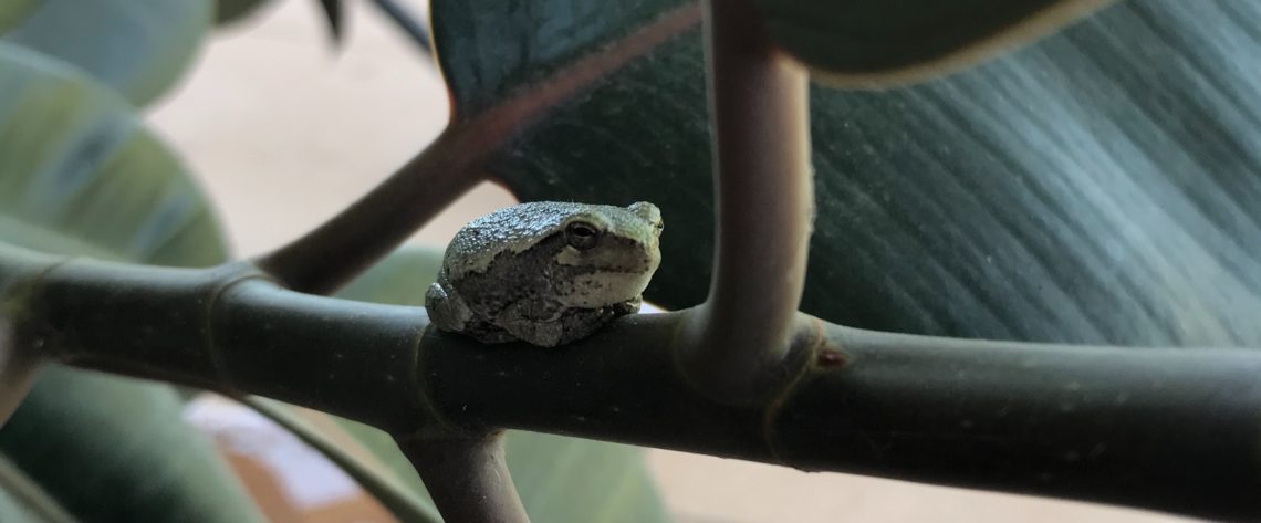 Tree frog on rubber tree