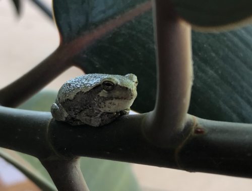 Tree frog on rubber tree