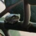 Tree frog on rubber tree