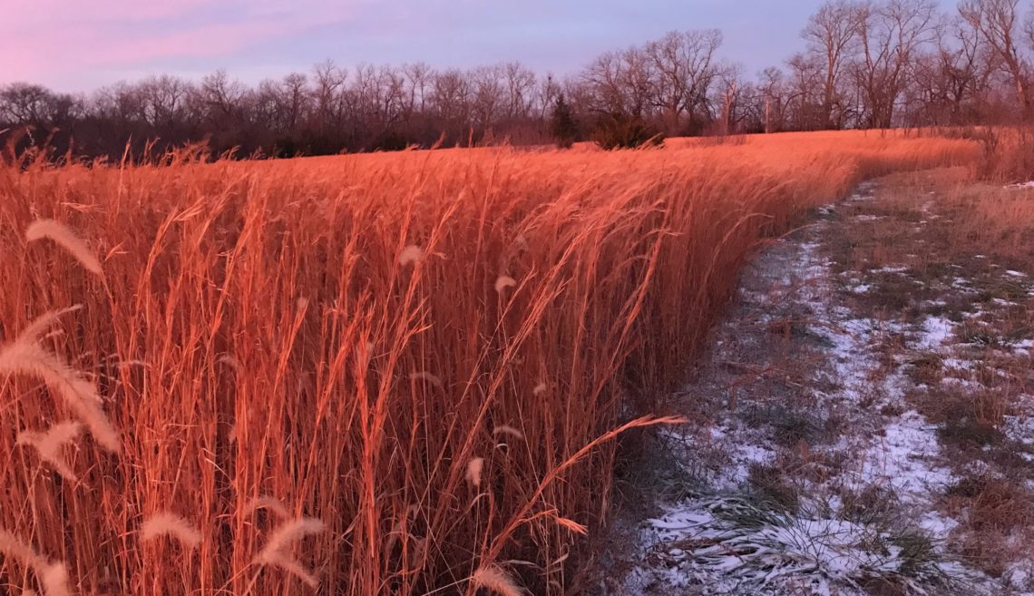 Little bluestemand snow-covered path at sunrise