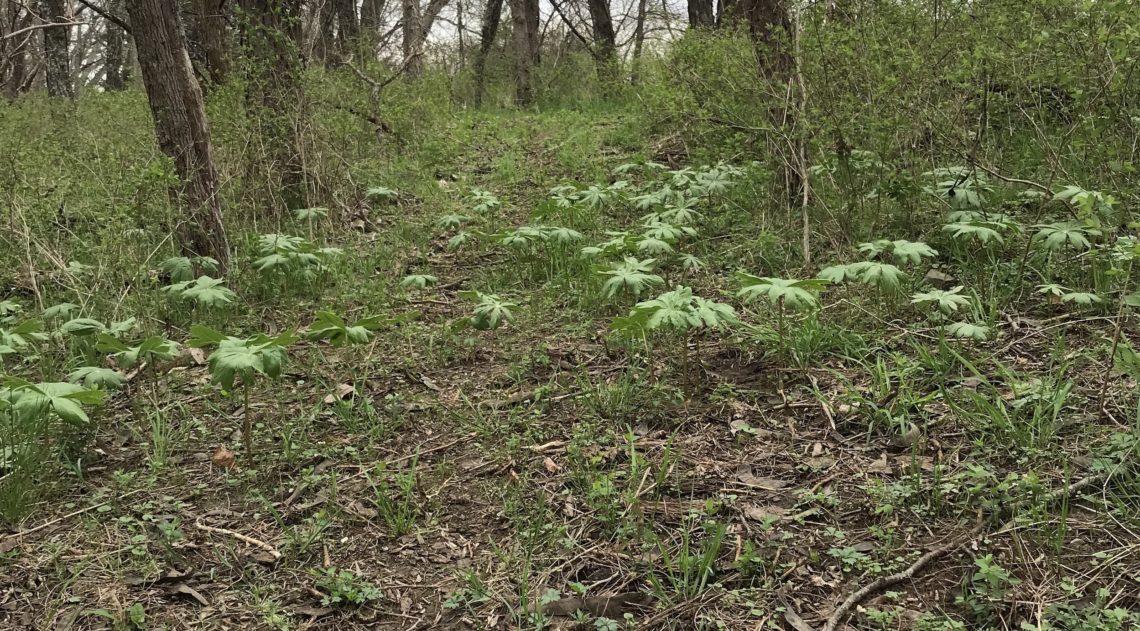 Mayapples on woodland path