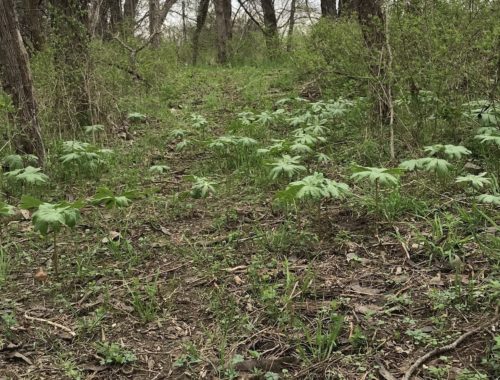 Mayapples on woodland path