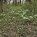 Mayapples on woodland path