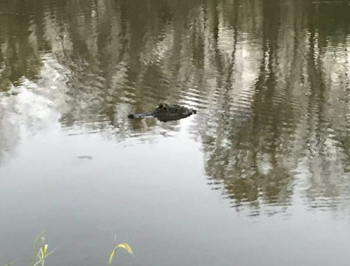 Alligator floating in Louisiana bayou