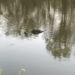 Alligator floating in Louisiana bayou