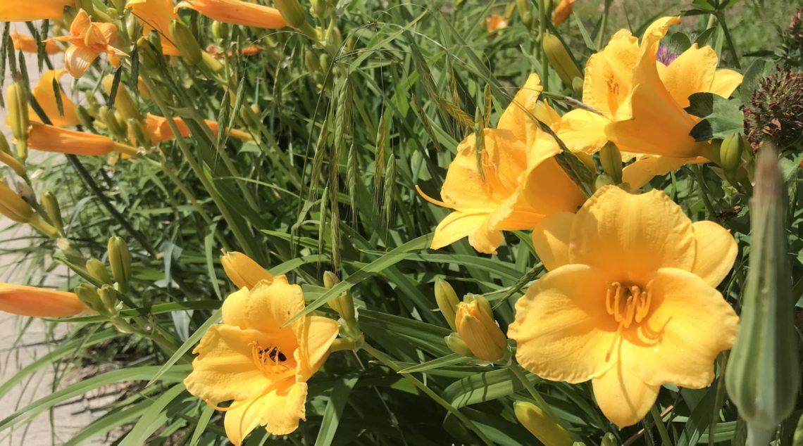 Lilies in bloom