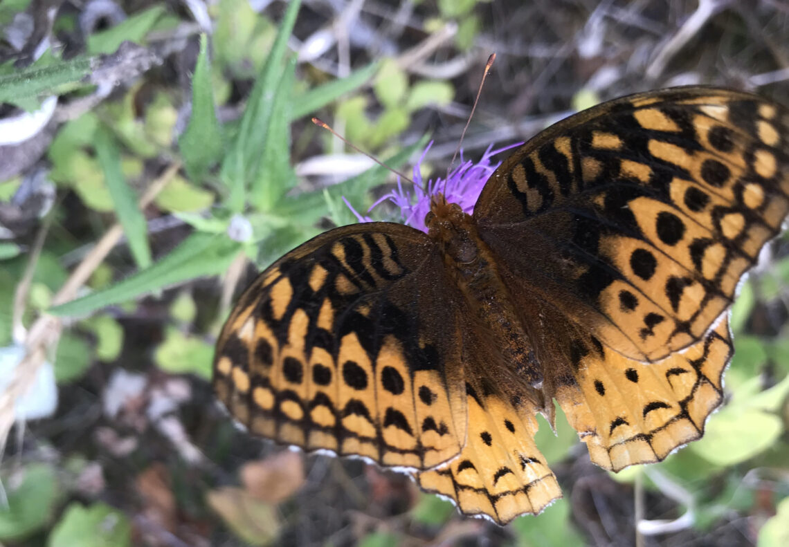 Butterfly on flower