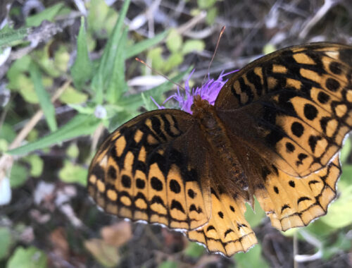 Butterfly on flower