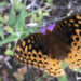 Butterfly on flower