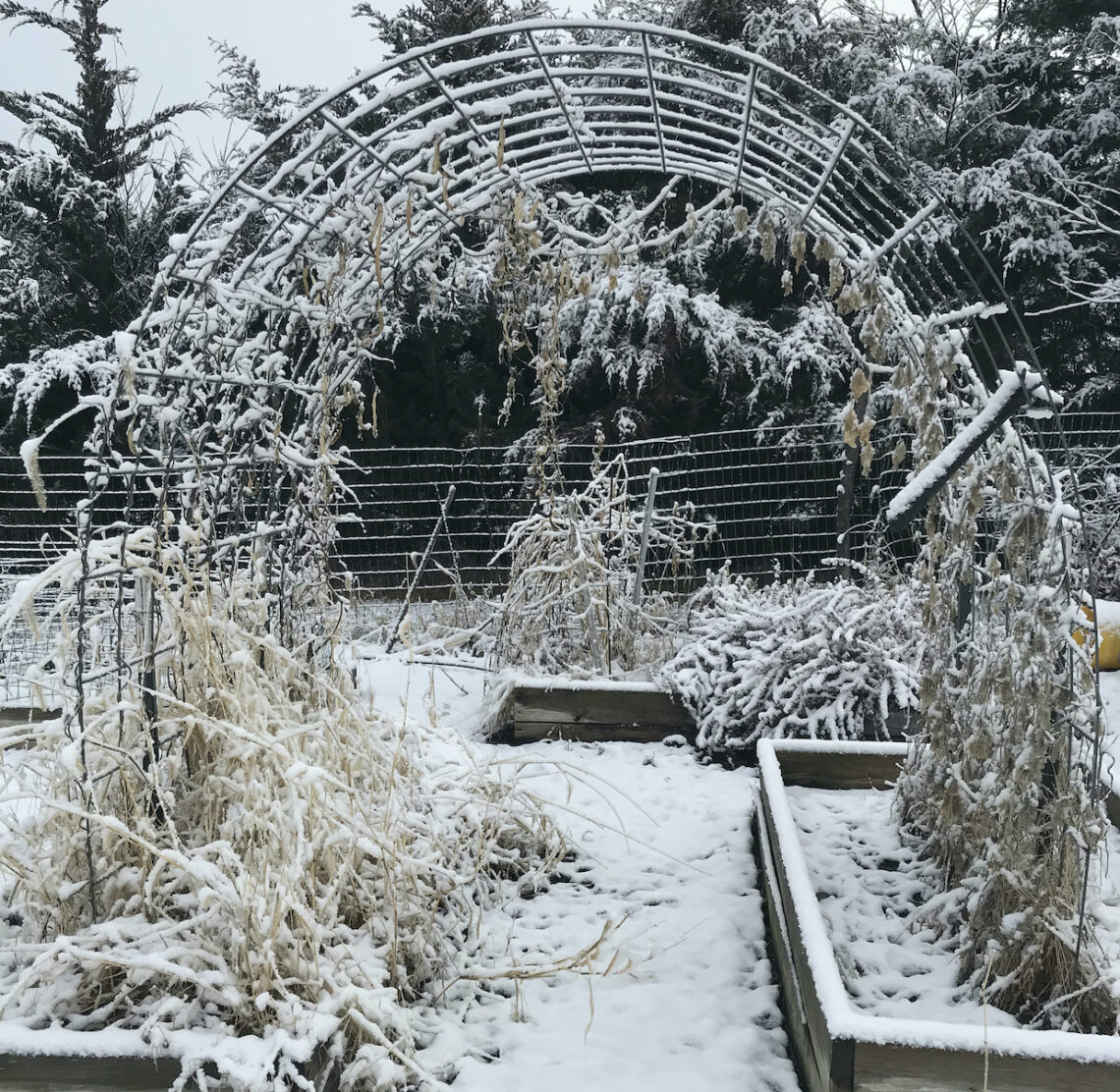 Snow-covered winter garden
