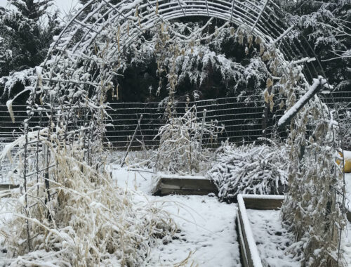 Snow-covered winter garden