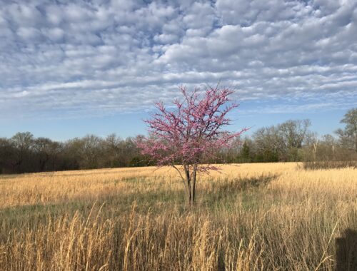 red bud tree in field of grass