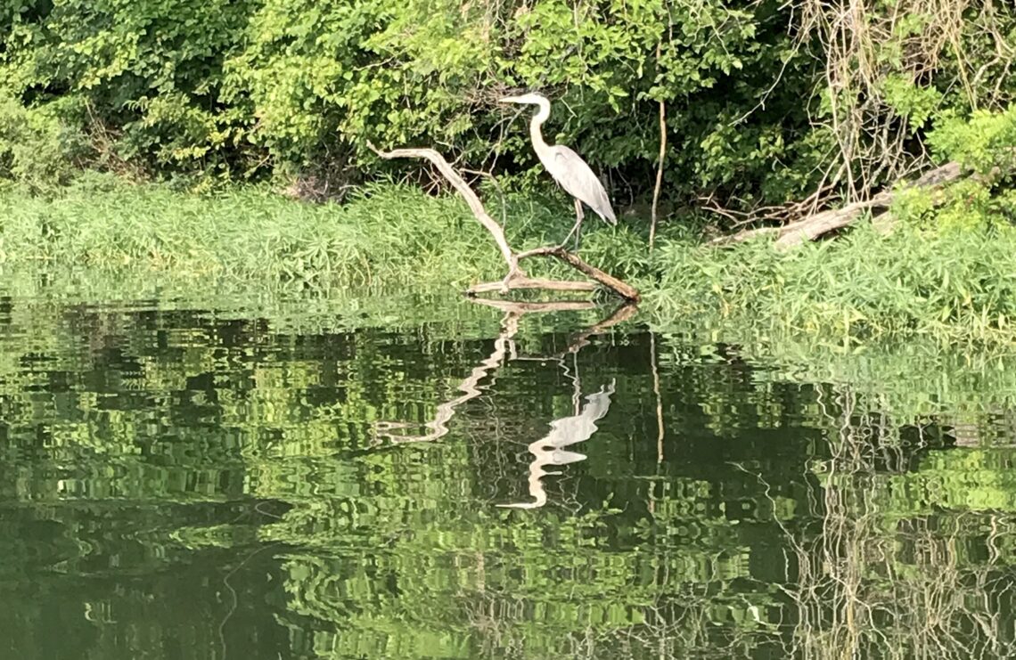 Great Blue Heron at edge of lake