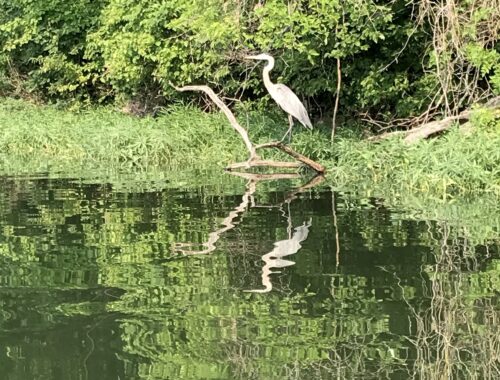 Great Blue Heron at edge of lake