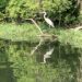 Great Blue Heron at edge of lake