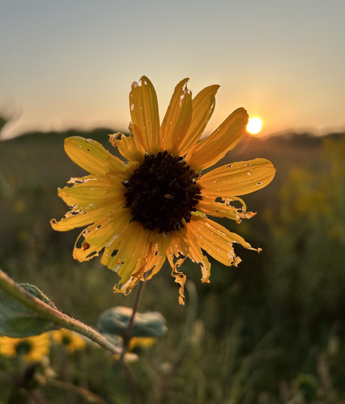 Ragged sunflower in the foreground, sunrise in the background