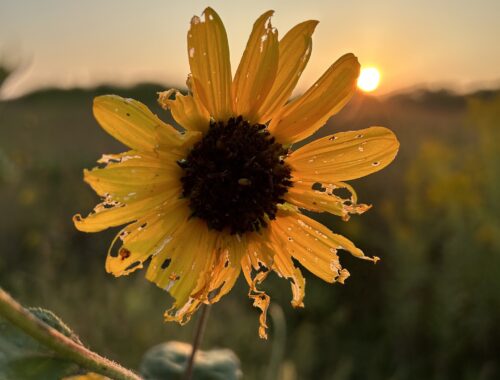 Ragged sunflower in the foreground, sunrise in the background