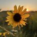 Ragged sunflower in the foreground, sunrise in the background