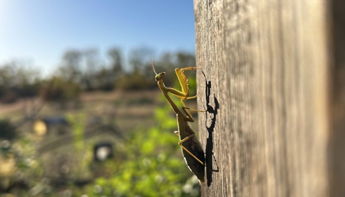 Praying mantis