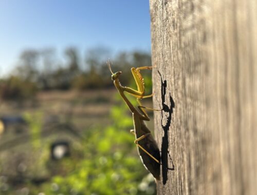 Praying mantis