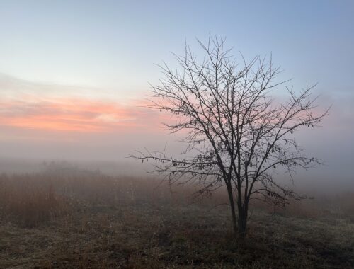 Foggy sunrise